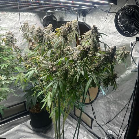 CB growlog timeline photo