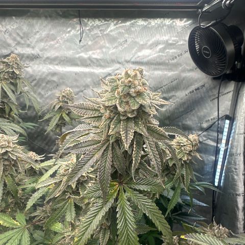 CB growlog timeline photo