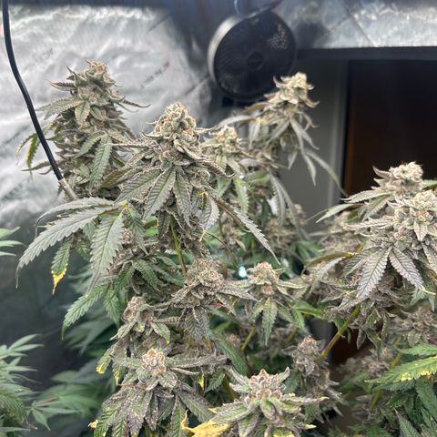 CB growlog timeline photo