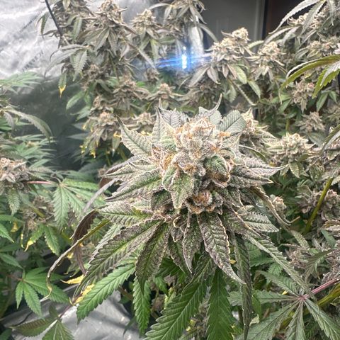 CB growlog timeline photo