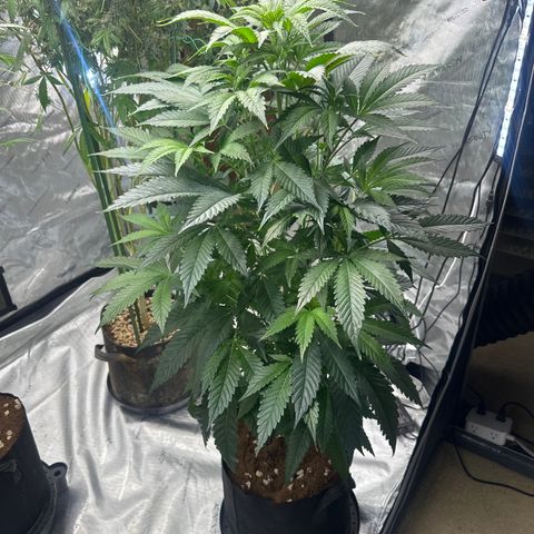 LG growlog timeline photo