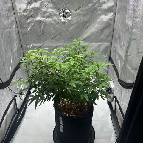 JD5 growlog timeline photo