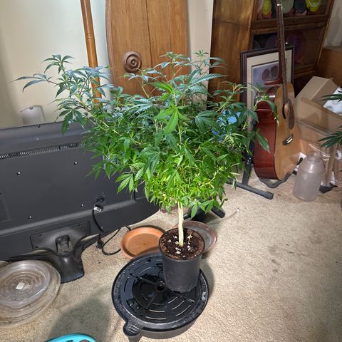 RMB3 growlog timeline photo