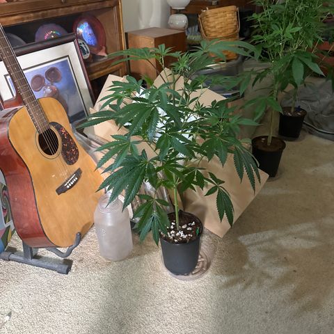 L13 growlog timeline photo