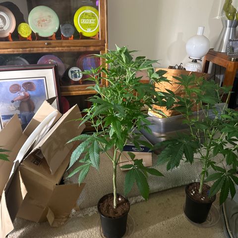 LW4 growlog timeline photo