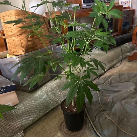 ICC growlog timeline photo
