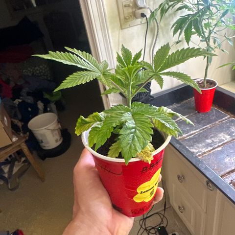 MM growlog timeline photo