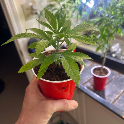 UM growlog timeline photo