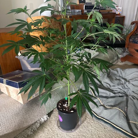 L13 growlog timeline photo
