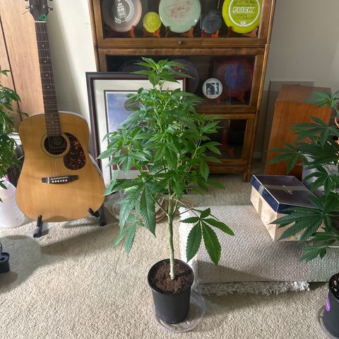 LW4 growlog timeline photo