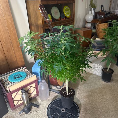 RMB3 growlog timeline photo