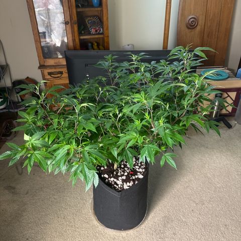 JD5 growlog timeline photo