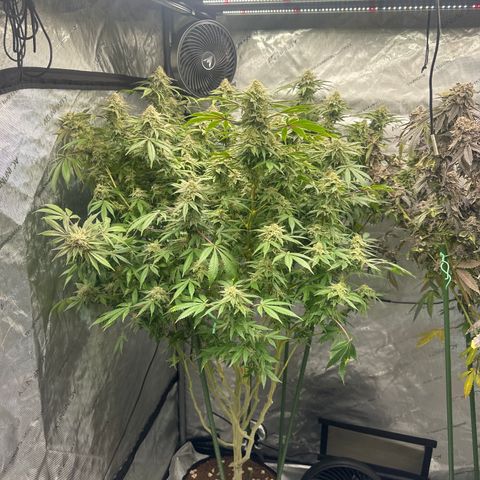 GSC3 growlog timeline photo