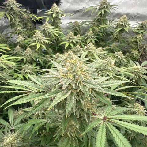 GSC3 growlog timeline photo