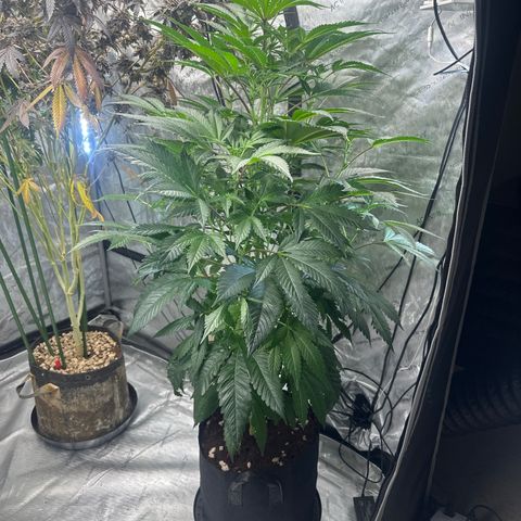 LG growlog timeline photo