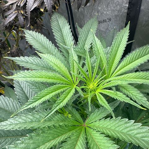 LG growlog timeline photo