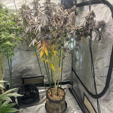 CB growlog timeline photo