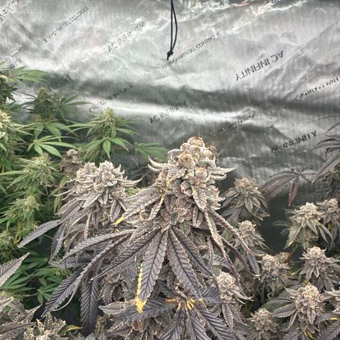 CB growlog timeline photo