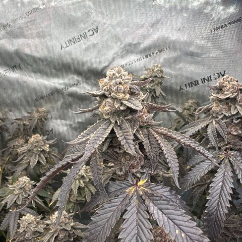 CB growlog timeline photo
