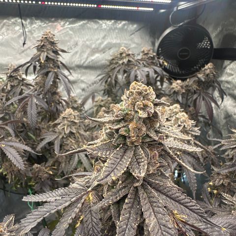 CB growlog timeline photo