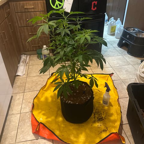ICC growlog timeline photo