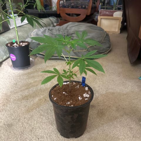 LSB growlog timeline photo