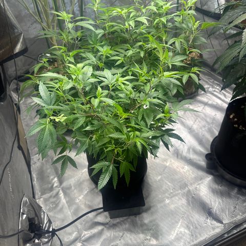 JD5 growlog timeline photo