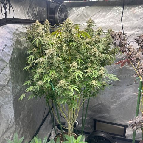 GSC3 growlog timeline photo