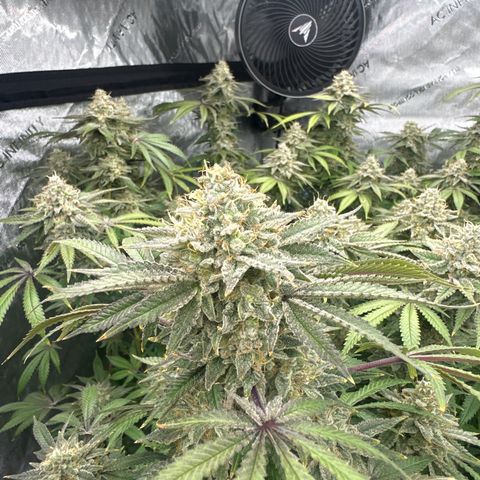 GSC3 growlog timeline photo