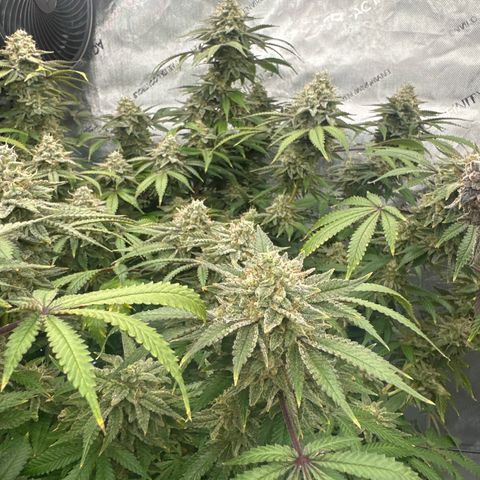 GSC3 growlog timeline photo