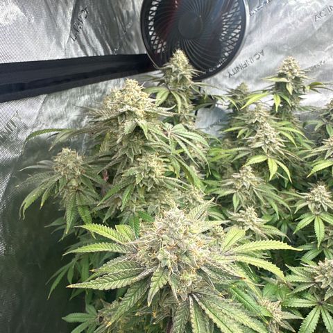 GSC3 growlog timeline photo