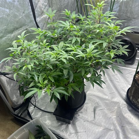 JD5 growlog timeline photo