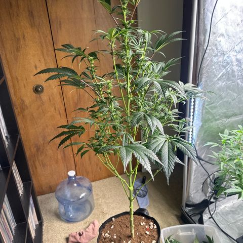 LG growlog timeline photo