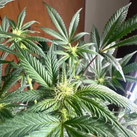 LG growlog timeline photo