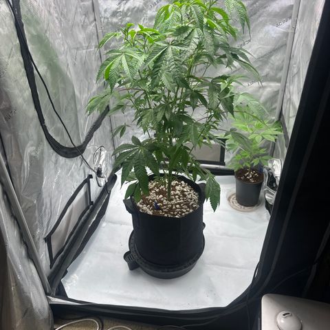 ICC growlog timeline photo