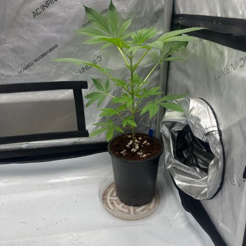 LSB growlog timeline photo