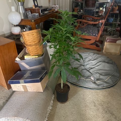 LW4 growlog timeline photo