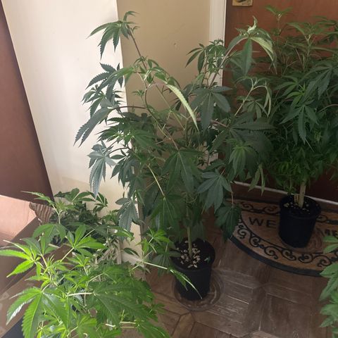 L13 growlog timeline photo