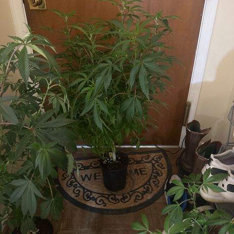 RMB3 growlog timeline photo