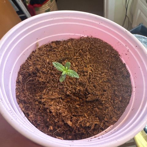 MC growlog timeline photo