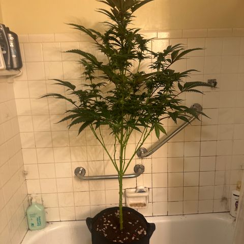 LG growlog timeline photo