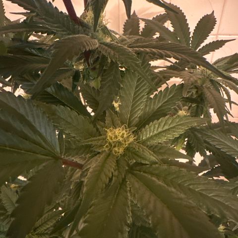 LG growlog timeline photo