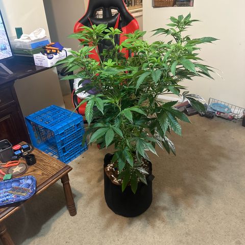 ICC growlog timeline photo