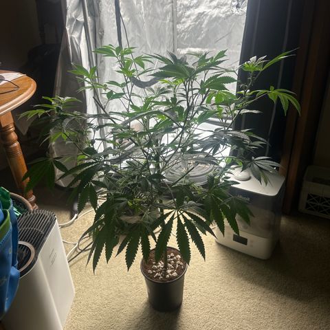 L13 growlog timeline photo