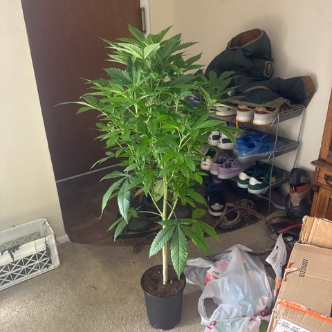 LW4 growlog timeline photo