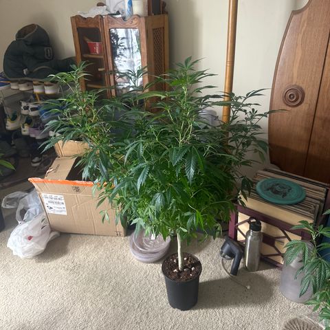 RMB3 growlog timeline photo