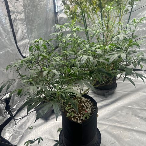 JD5 growlog timeline photo