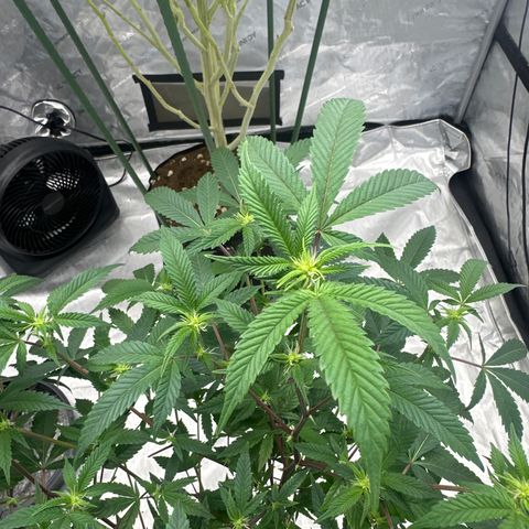 JD5 growlog timeline photo