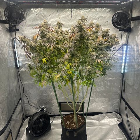 GSC3 growlog timeline photo