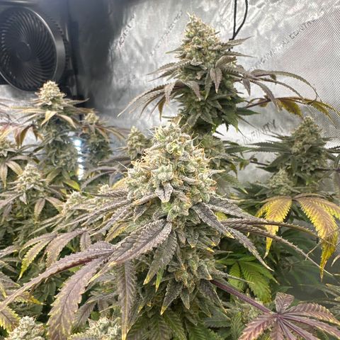 GSC3 growlog timeline photo